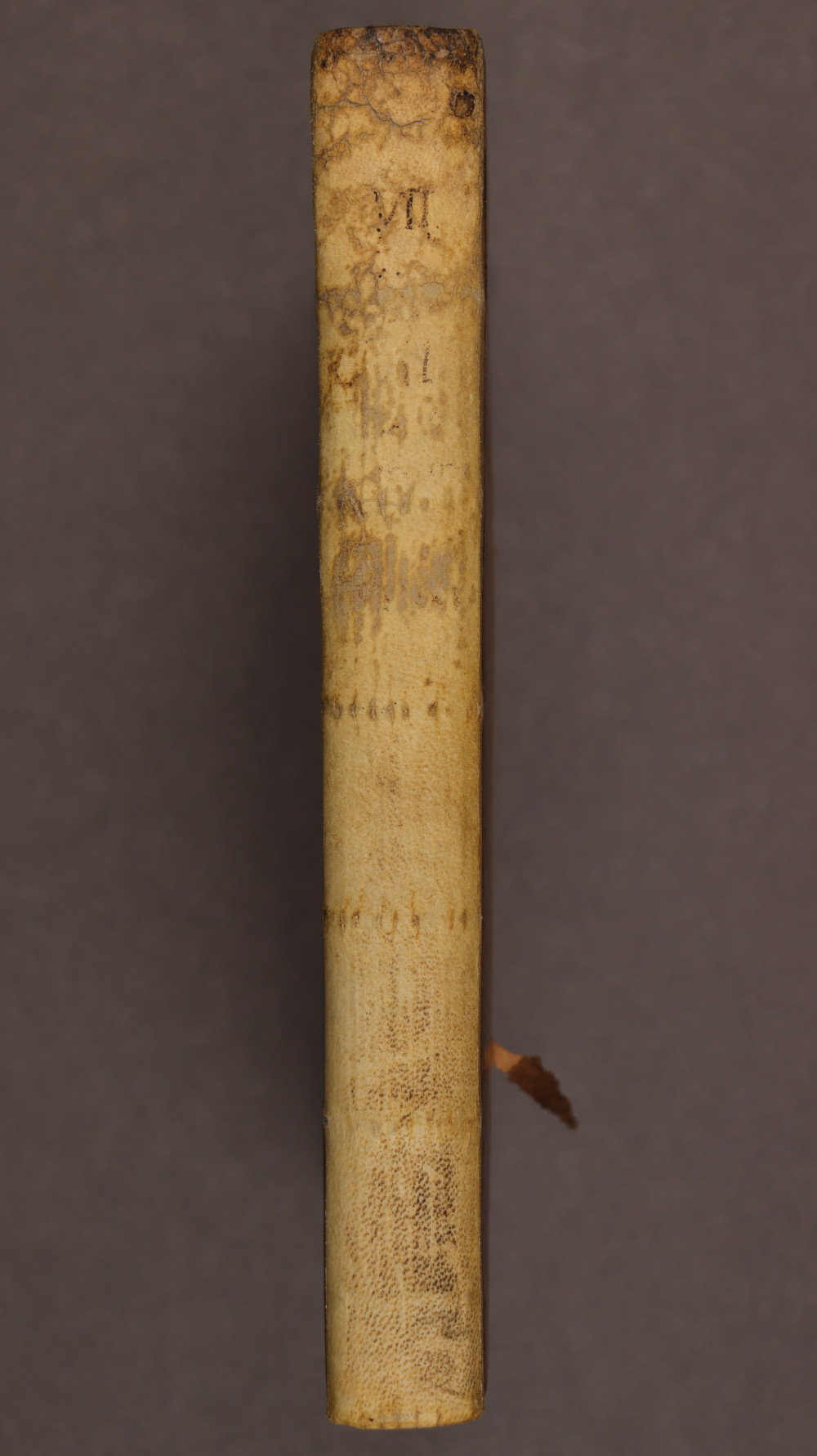 Spine