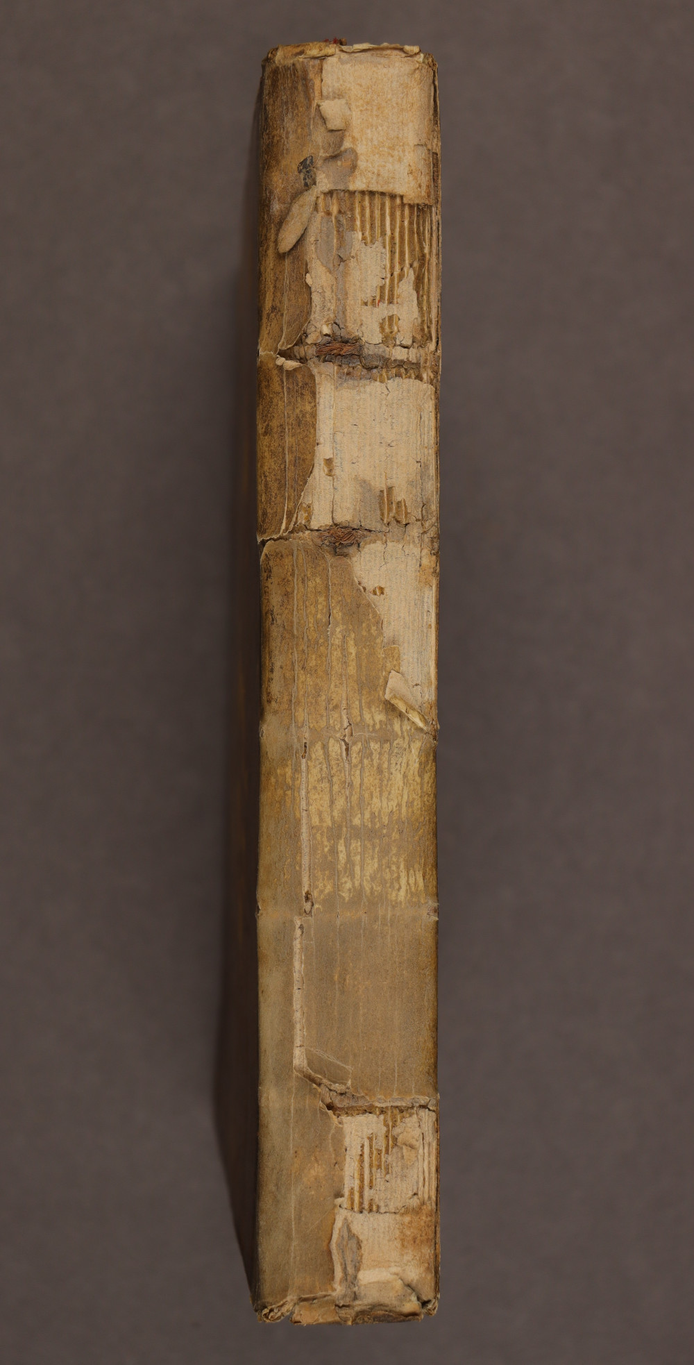 Spine