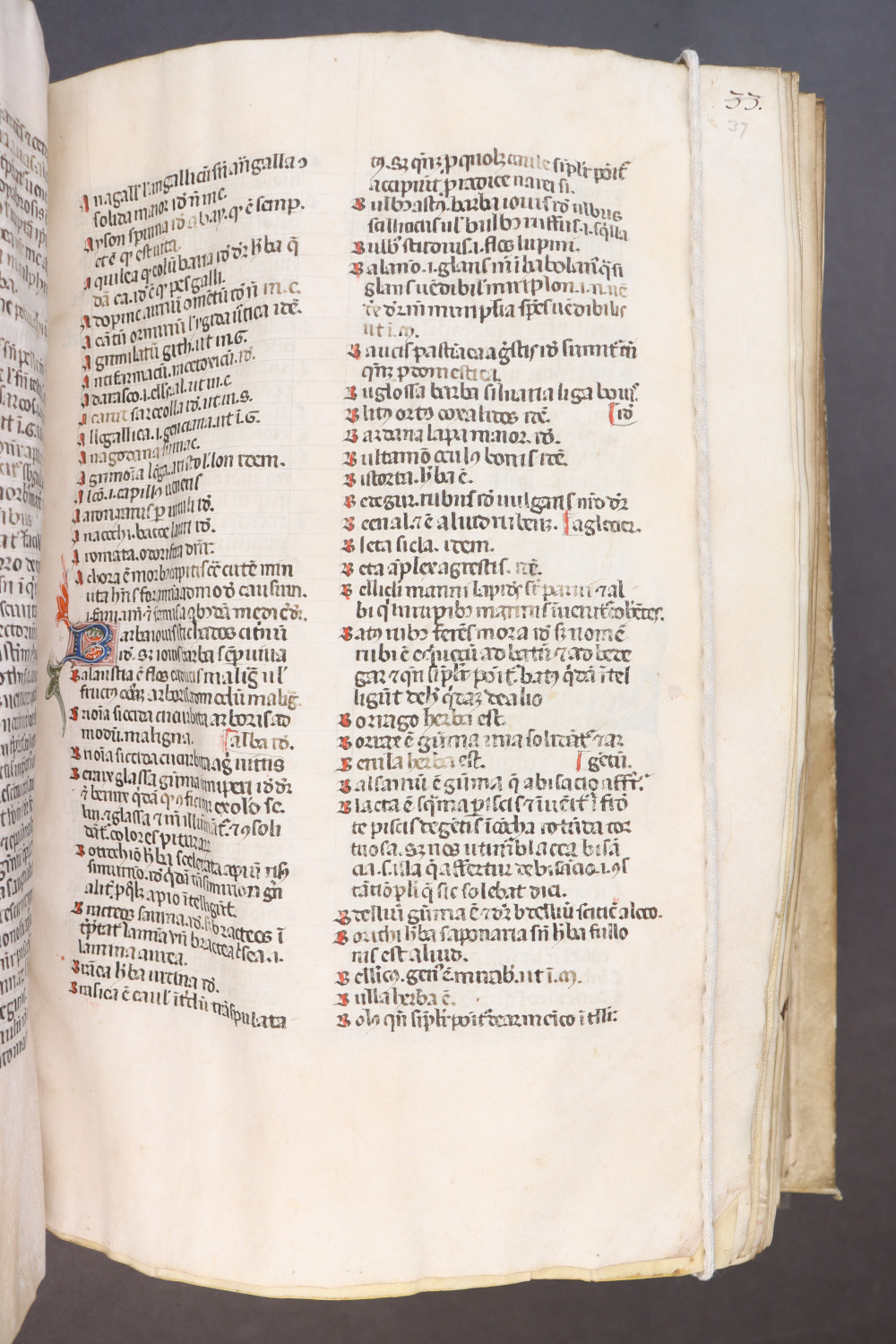 Folio 37 recto